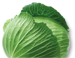 Fresh green cabbage with dewdrops on its leaves.