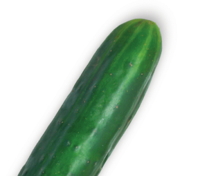 Whole fresh cucumber on white background