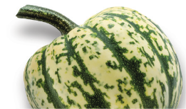 Green and white striped gourd with a curved stem