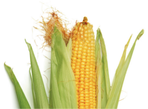 Ear of corn partially husked, showing yellow kernels
